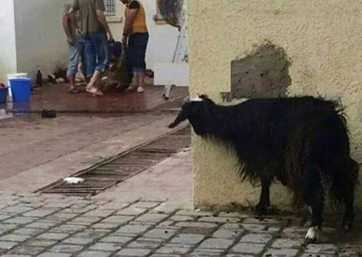 12003182_1698557937029384_8155016366255811825_n